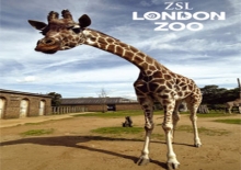 London Zoo - avagy az állati viág!